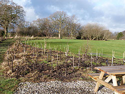 The copse part of the Woodford Community Centre Woodland Project - photo taken 1 Jan 13